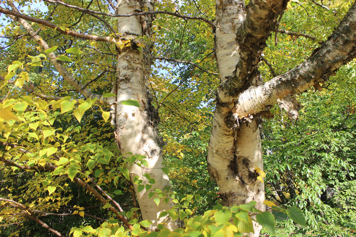 Изображение особи Betula ermanii.