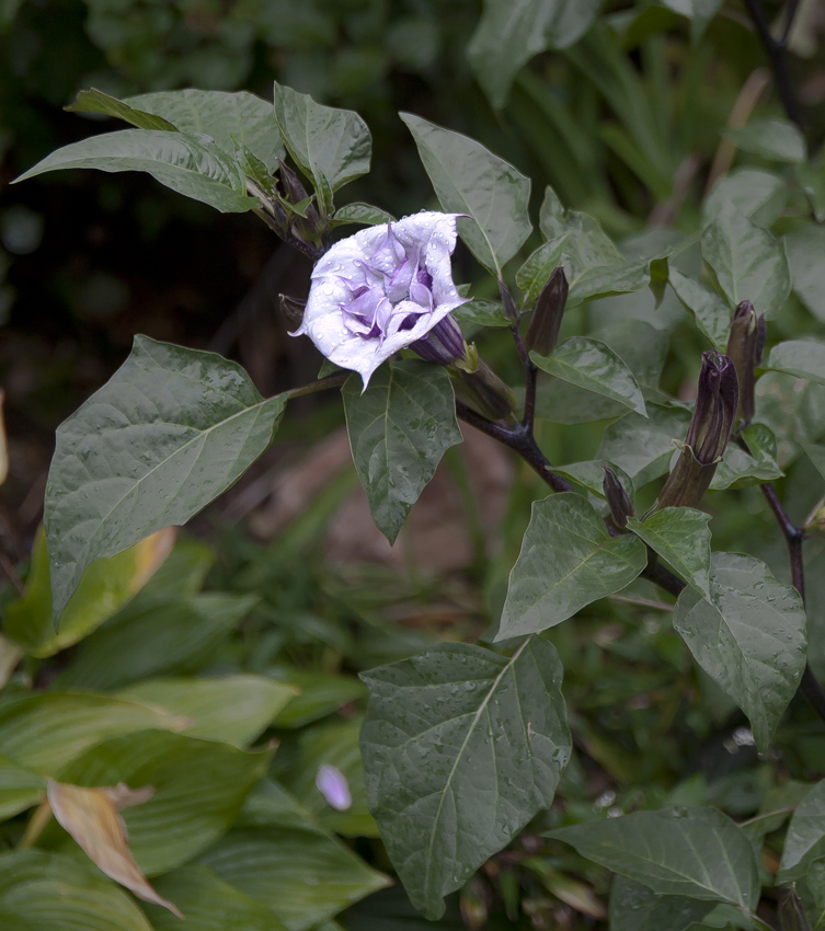 Image of Datura metel specimen.