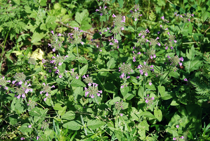 Image of Clinopodium vulgare specimen.