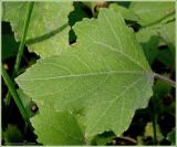 Xanthium orientale. Лист. Нижегородская обл., Сеченовский р-н, окрестности д. Языково, берег р. Сура. 1 августа 2009 г.