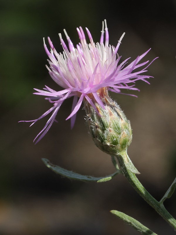 Image of Centaurea majorovii specimen.