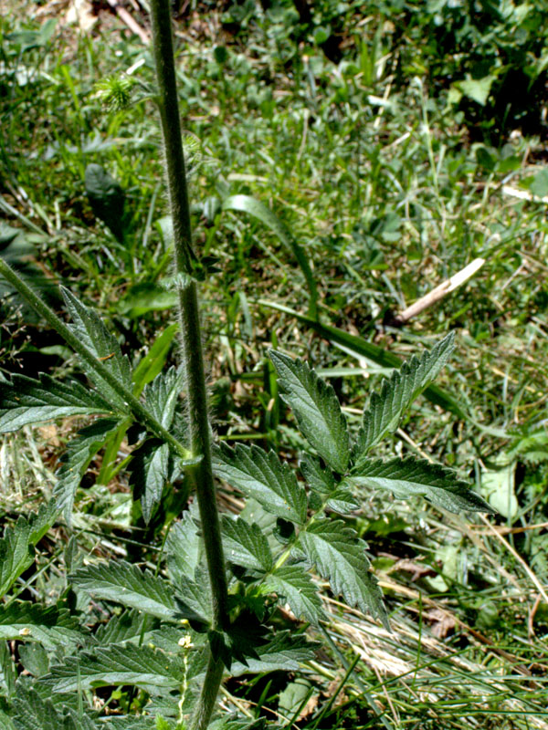 Image of Agrimonia asiatica specimen.