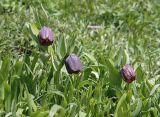 Fritillaria latifolia