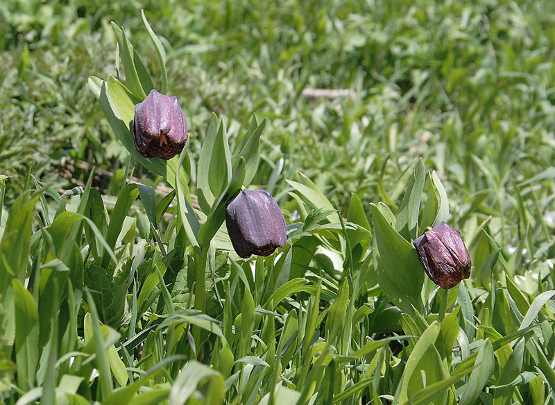 Изображение особи Fritillaria latifolia.