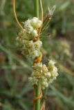 Cuscuta campestris