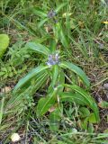 Gentiana macrophylla