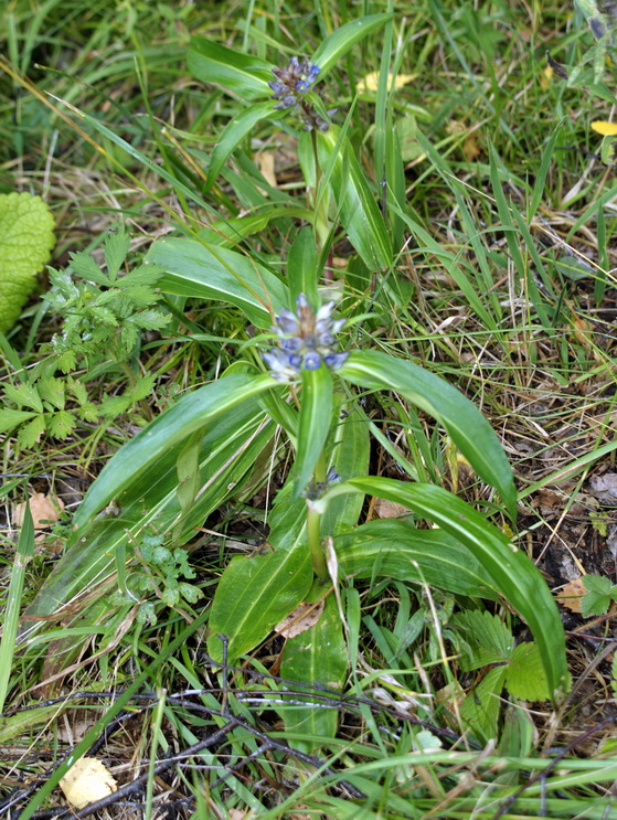 Изображение особи Gentiana macrophylla.