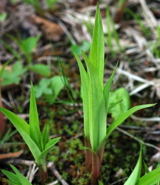 Изображение особи Carex siderosticta.