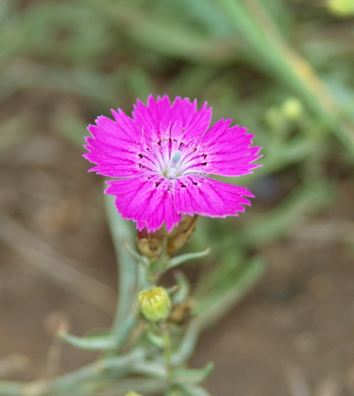 Изображение особи Dianthus versicolor.