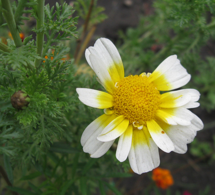 Image of Glebionis coronaria specimen.