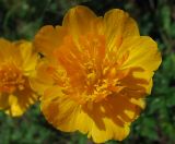 Trollius kytmanovii