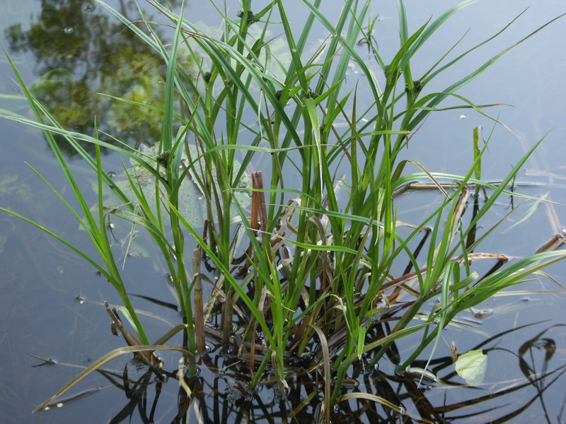 Image of Scirpus radicans specimen.