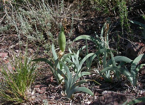 Image of Iris glaucescens specimen.
