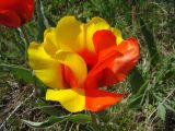 Tulipa greigii