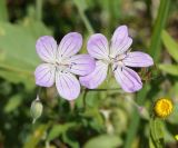 Geranium collinum. Цветки. Кыргызстан, Чуйская обл., с. Восток, берег водоема. 11.09.2015.