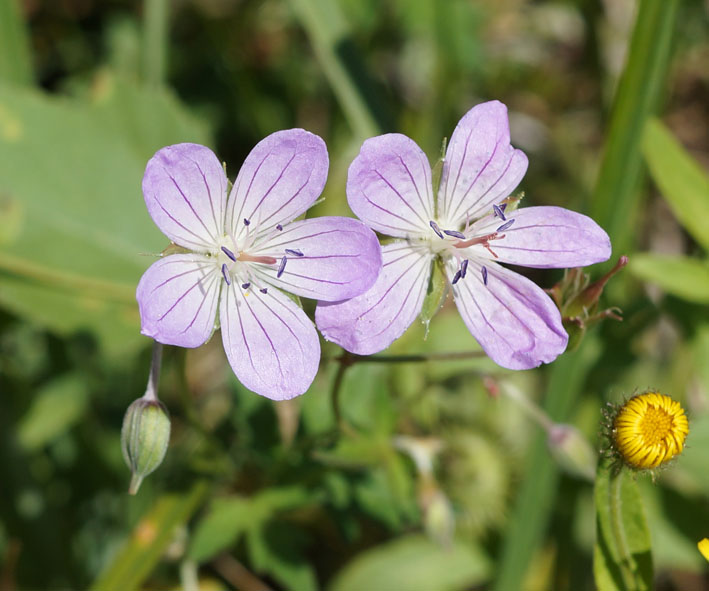 Изображение особи Geranium collinum.