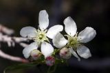 Pyrus regelii. Цветки. Южный Казахстан, хр. Сырдарьинский Каратау, ущ. Еликсай. 02.05.2014.