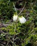 Fritillaria verticillata. Верхушка цветущего растения. Казахстан, Восточно-Казахстанская обл., Южный Алтай, долина р. Кальджир. Начало мая 2013 г.