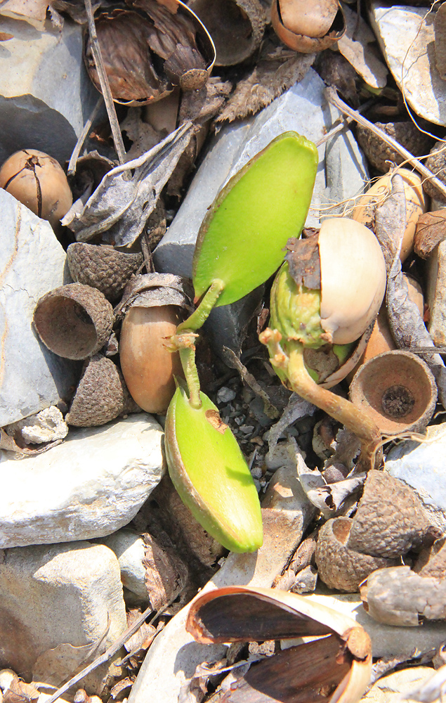 Image of Quercus pubescens specimen.