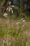 Antennaria dioica. Побеги с соплодиями. Ленинградская обл., Лужский р-н, травяно-зеленомошный сосняк, на поляне. 02.07.2015.