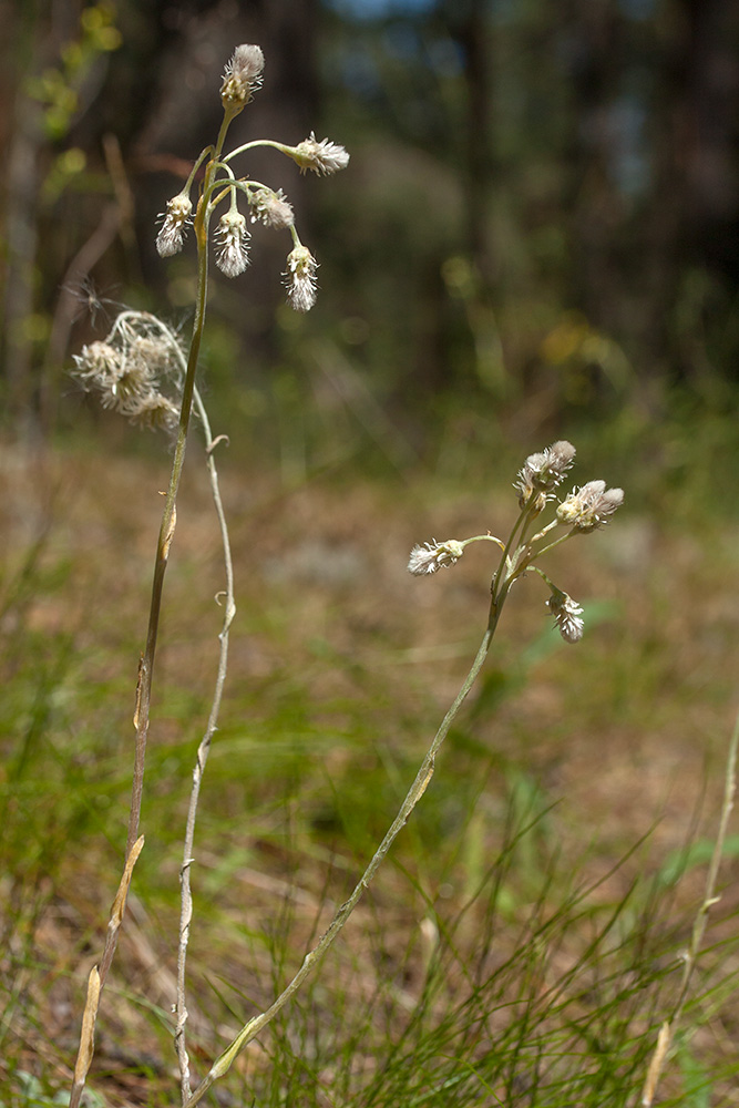 Изображение особи Antennaria dioica.