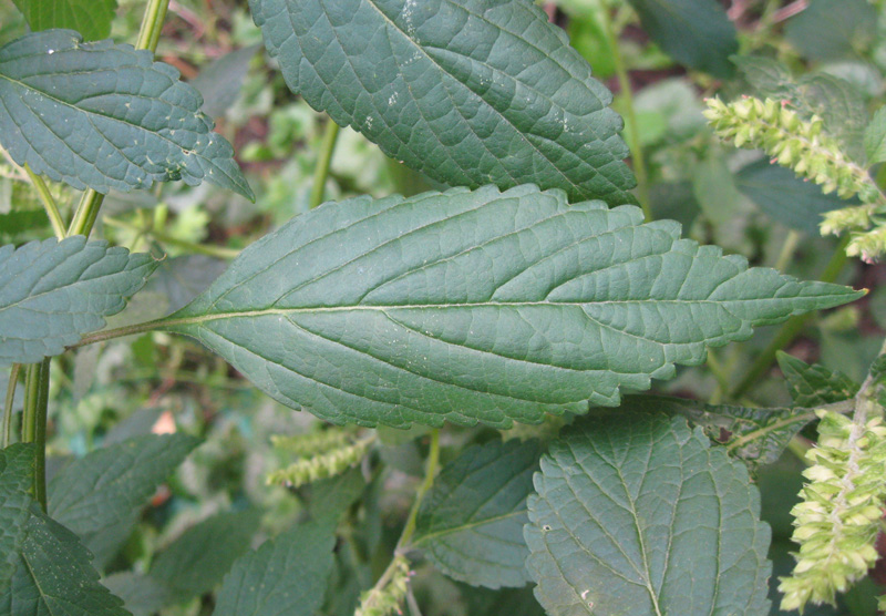 Image of Elsholtzia ciliata specimen.