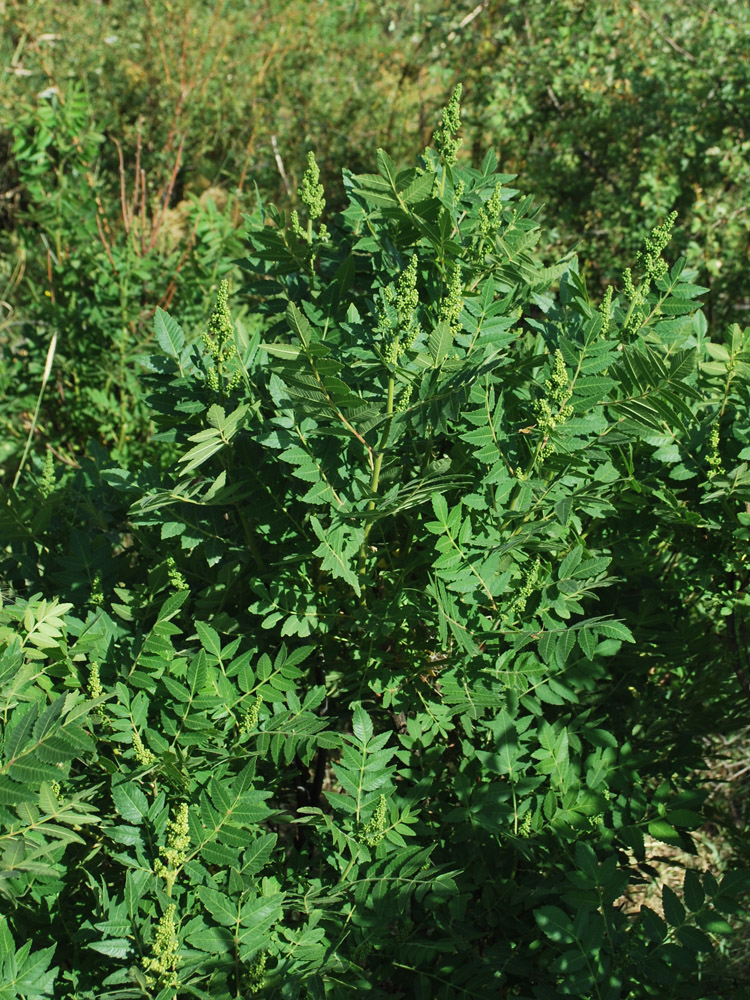 Image of Rhus coriaria specimen.