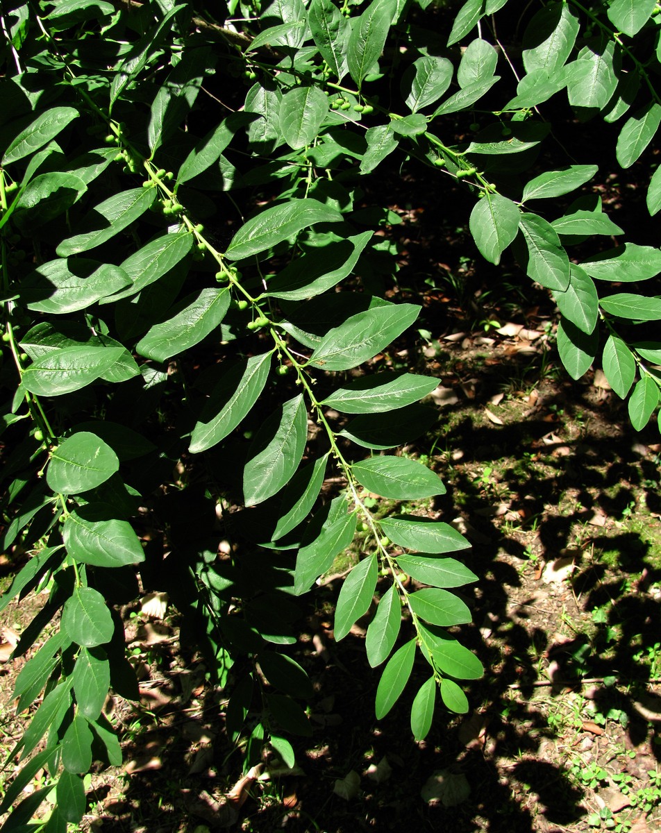 Image of Flueggea suffruticosa specimen.