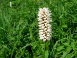 Bistorta officinalis
