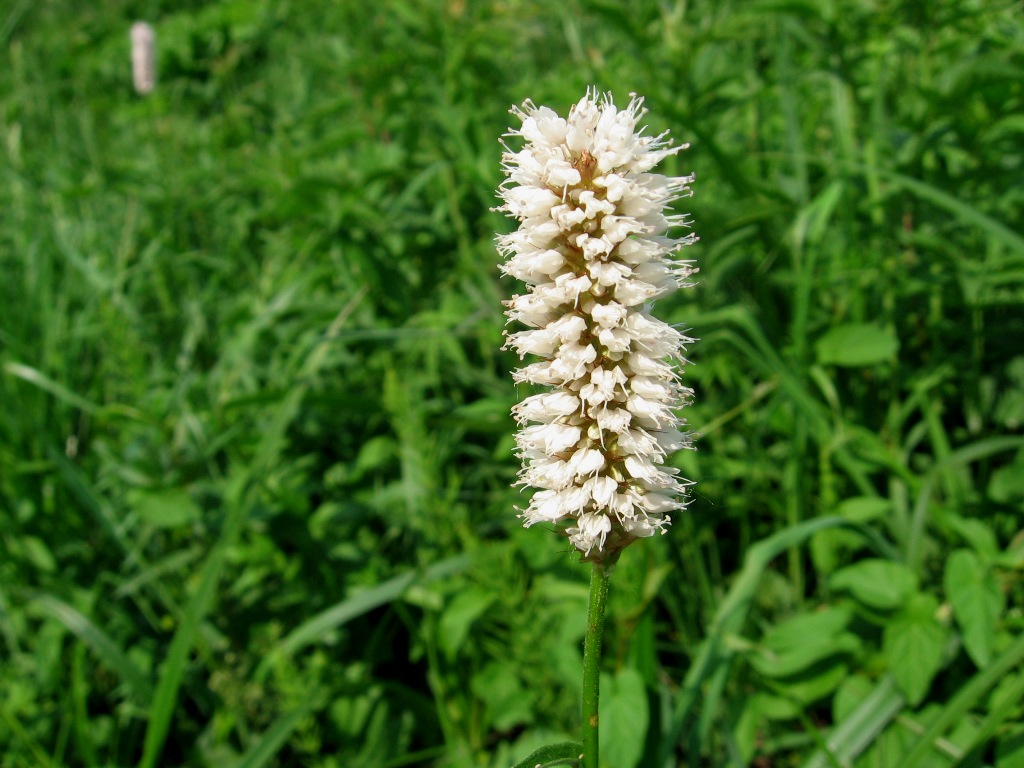 Image of Bistorta officinalis specimen.
