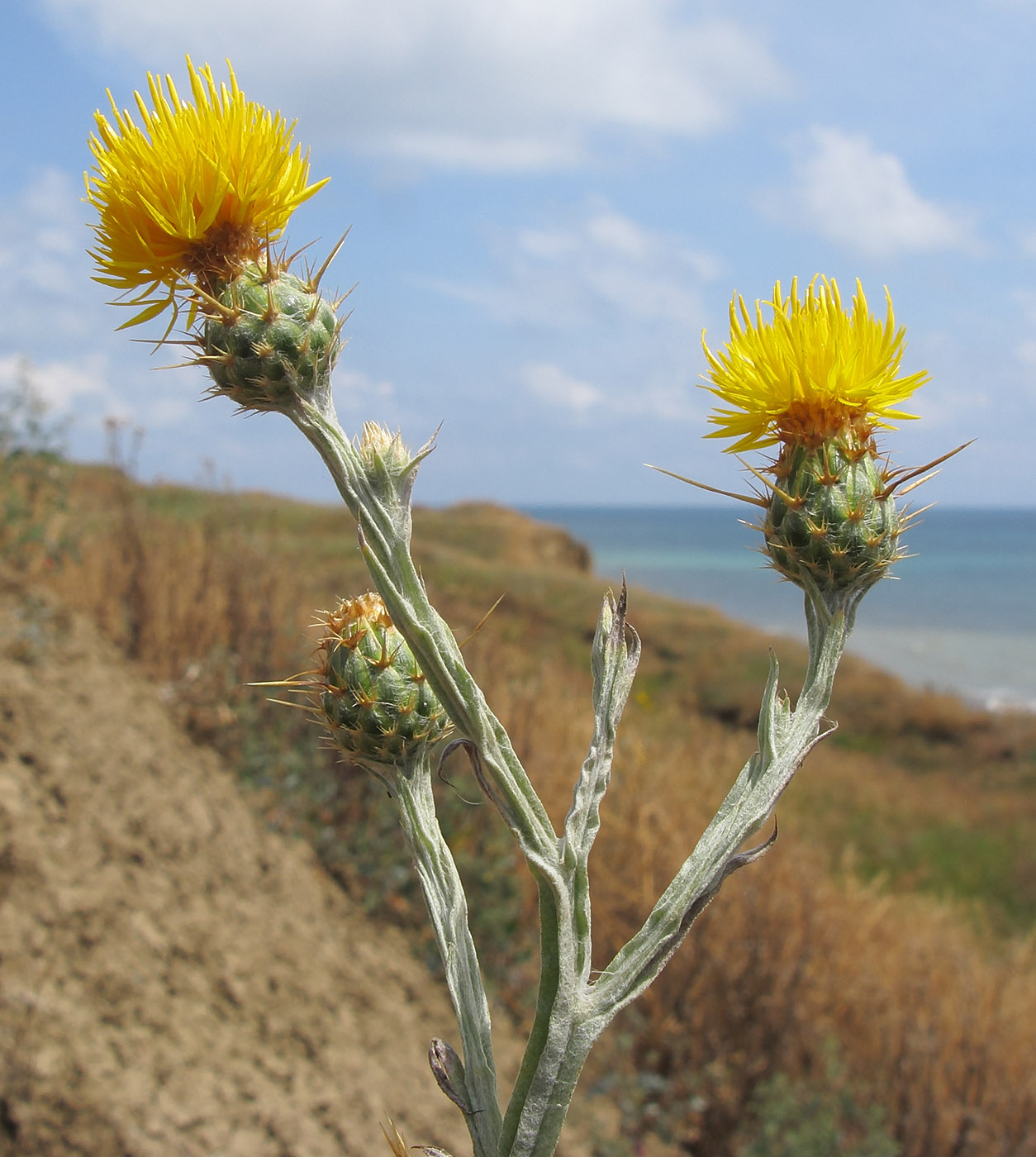 Изображение особи Centaurea solstitialis.