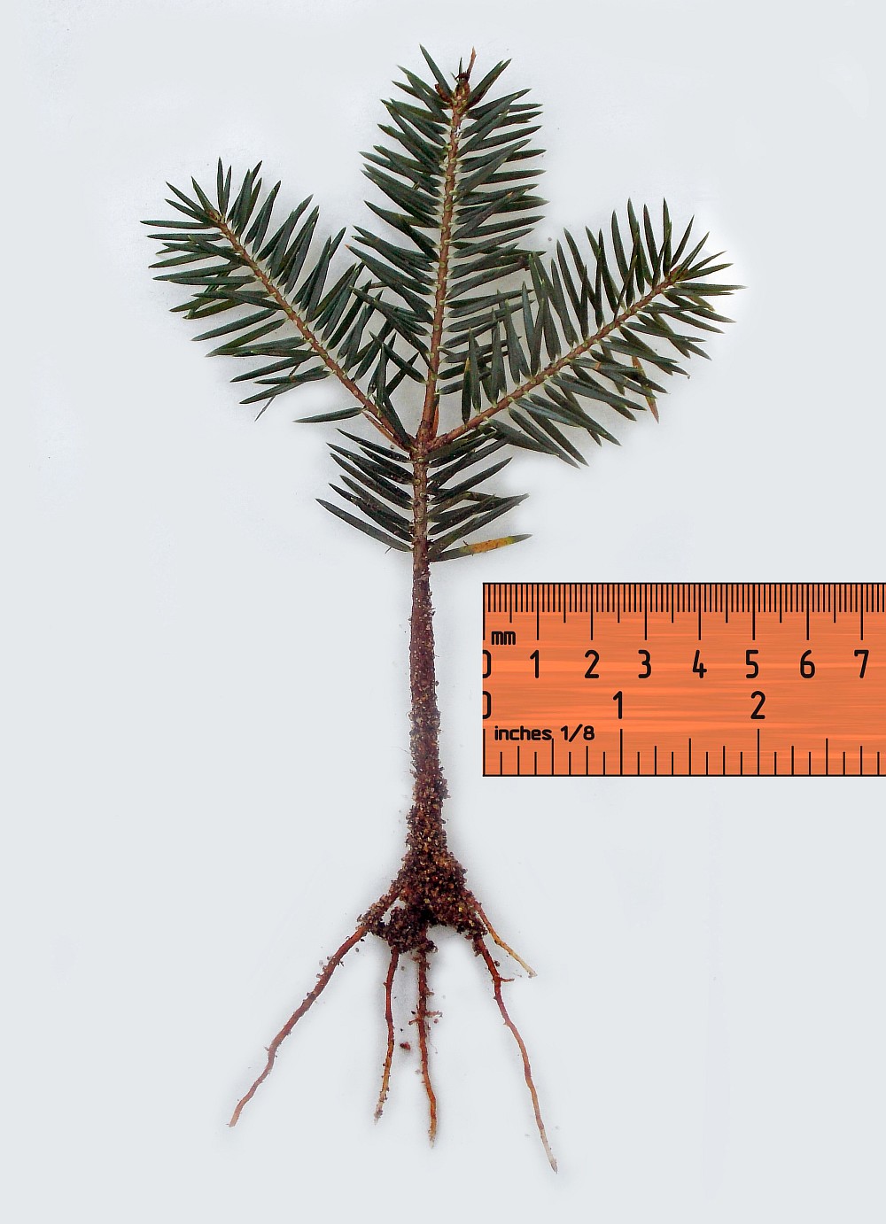 Изображение особи Abies cephalonica.