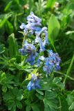 Corydalis pauciflora