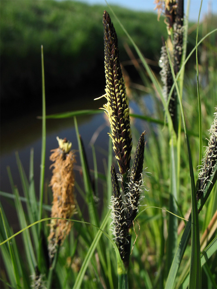 Изображение особи Carex elata.