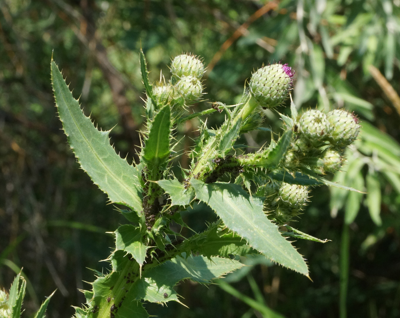 Изображение особи Cirsium alatum.