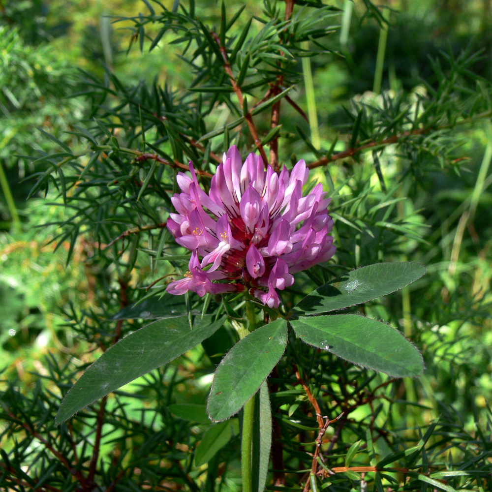 Image of Trifolium medium specimen.