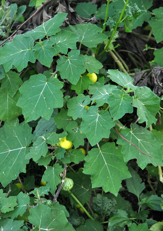 Image of Solanum surattense specimen.