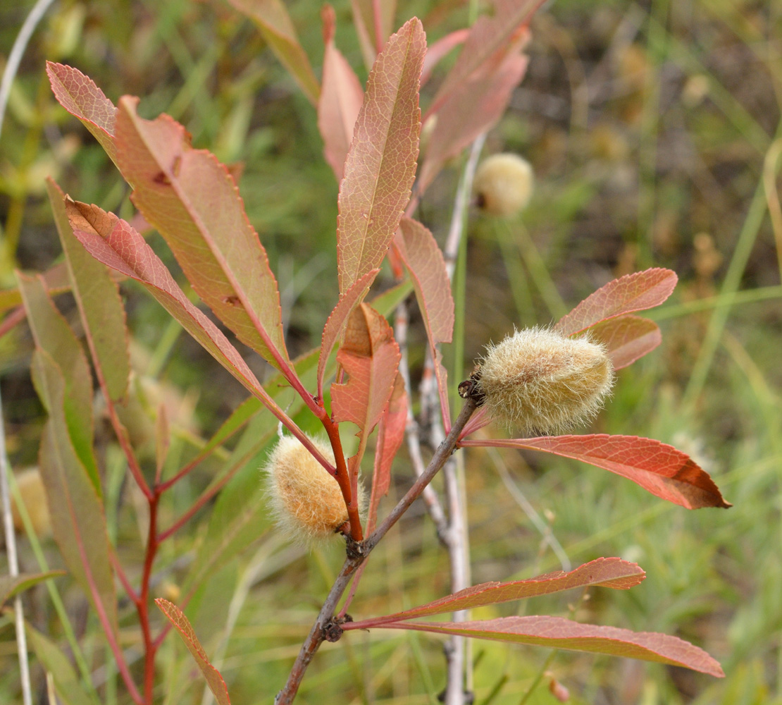 Image of Amygdalus nana specimen.