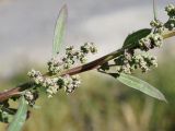 Chenopodium album