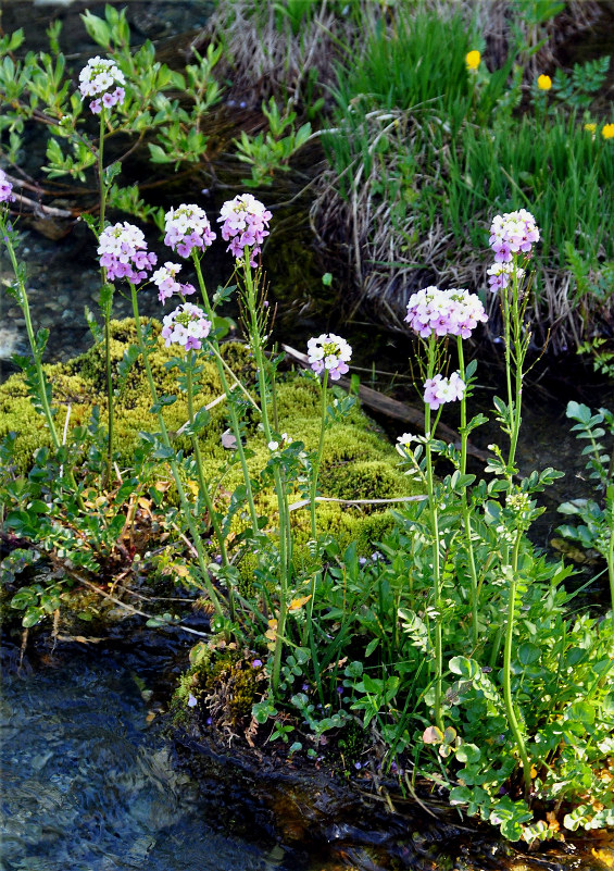 Image of Cardamine seidlitziana specimen.