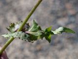 Sonchus oleraceus. Стеблевой лист. Кыргызстан, Нарынская обл., левый берег р. Нарын, окр. с. Таш-Башат, вахтовый пос. 14.10.2015.