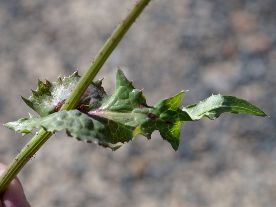 Image of Sonchus oleraceus specimen.