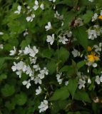 Cerastium pauciflorum