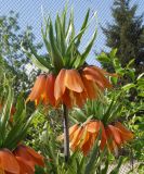 Fritillaria imperialis