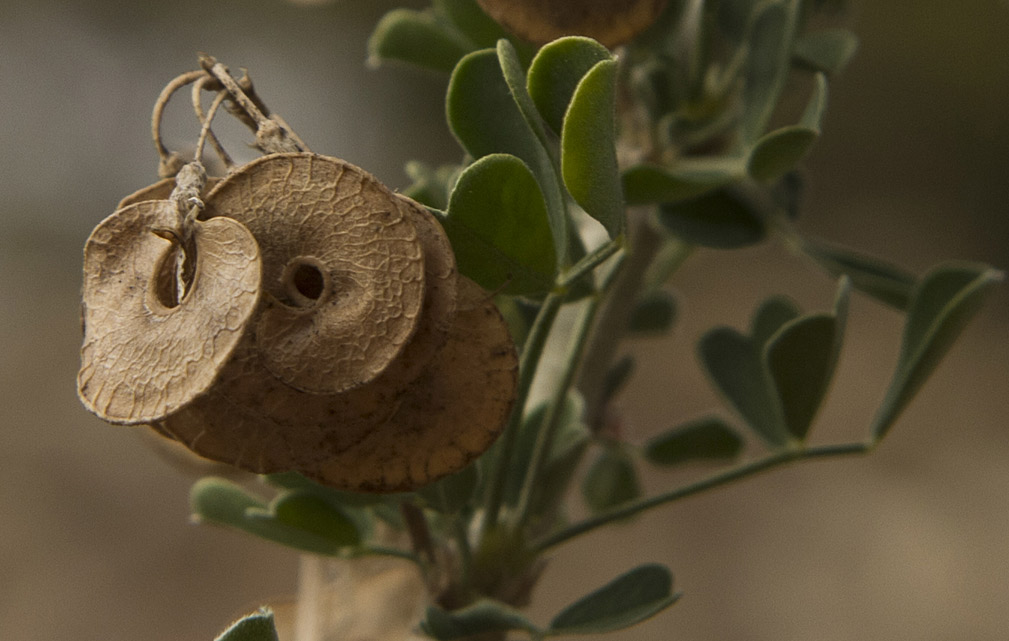 Image of Medicago arborea specimen.