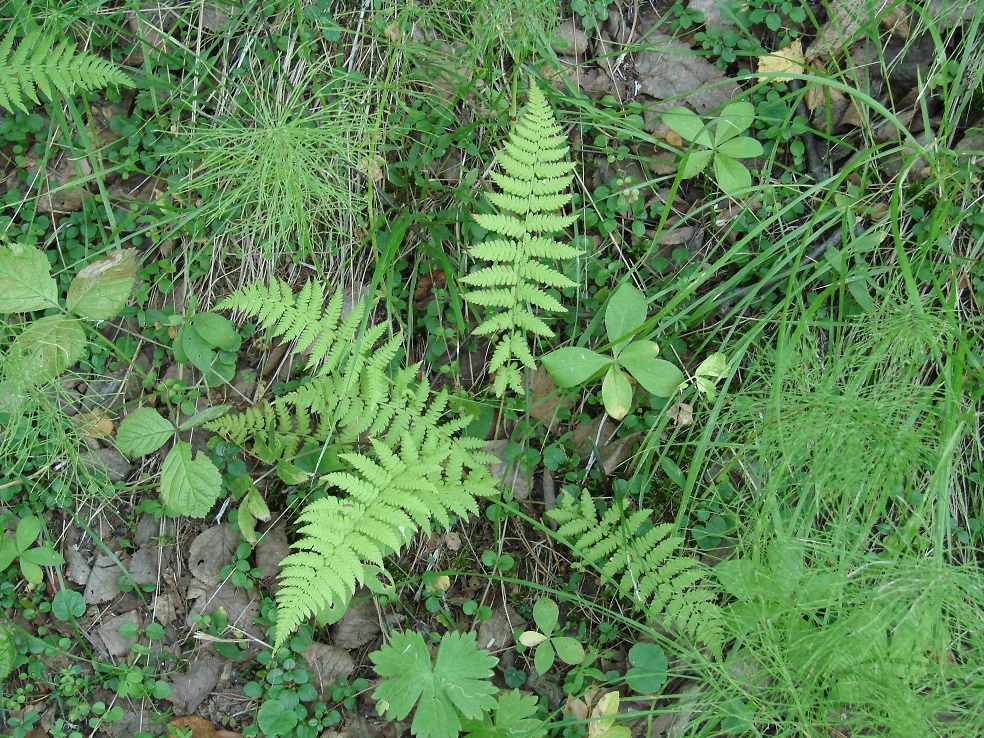 Image of Athyrium filix-femina specimen.