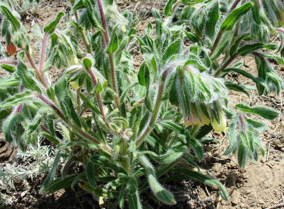 Image of Onosma dichroantha specimen.