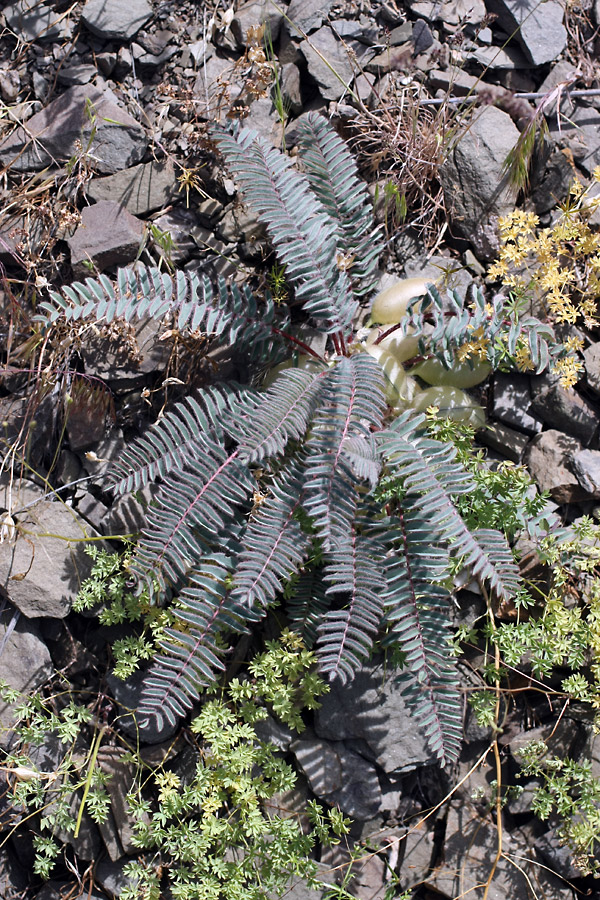 Image of Astragalus syreitschikovii specimen.