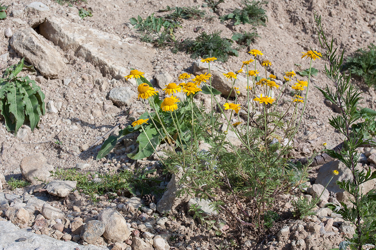Изображение особи Anthemis tinctoria.
