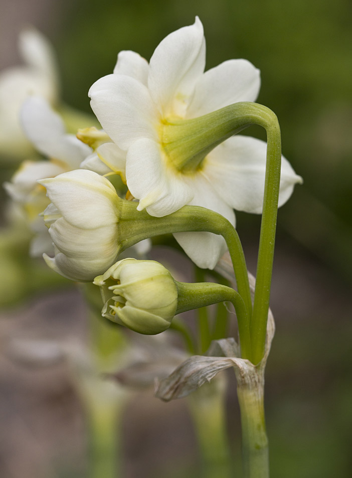 Изображение особи род Narcissus.